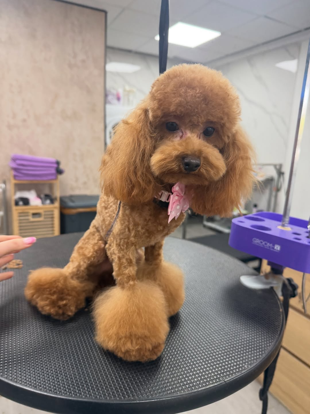 Pets Boutique Instagram