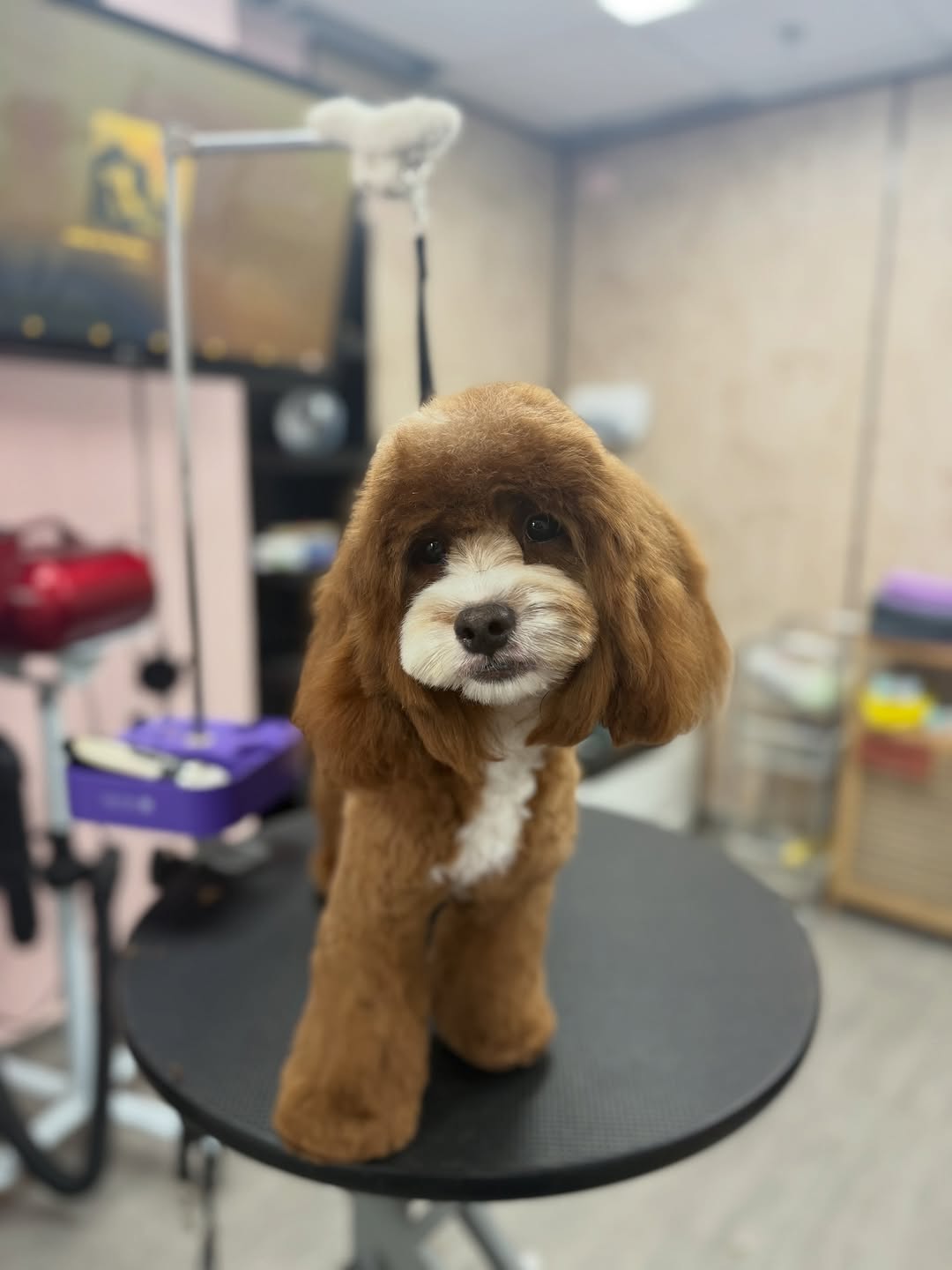 Pets Boutique Instagram