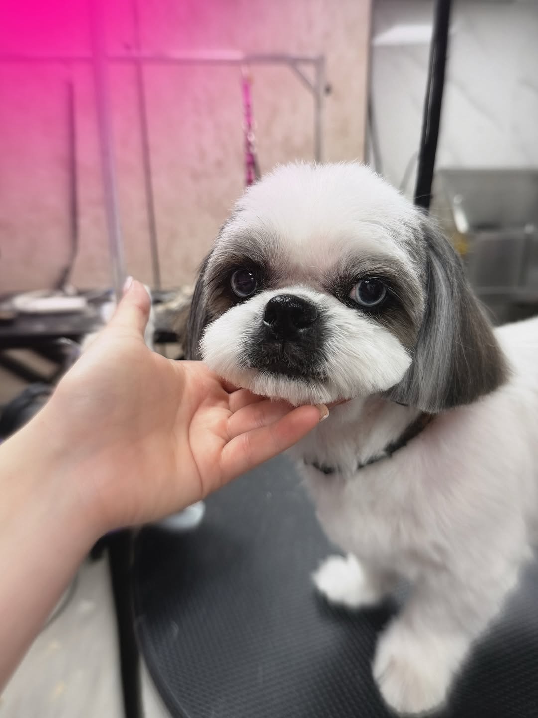 Pets Boutique Instagram